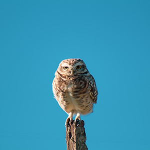 Baby owl