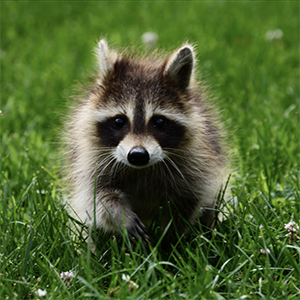 Raccoon